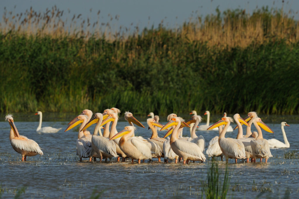 White pelican, Pelecanus onocrotalus, Danube delta rewilding area, Romania