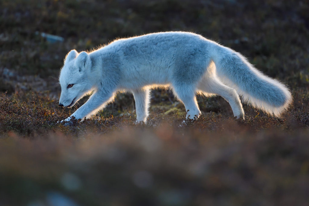 Young Arctic fox, Vulpes/Alopex lagopus, sniff the ground in Dovrefjell National Park, Norway