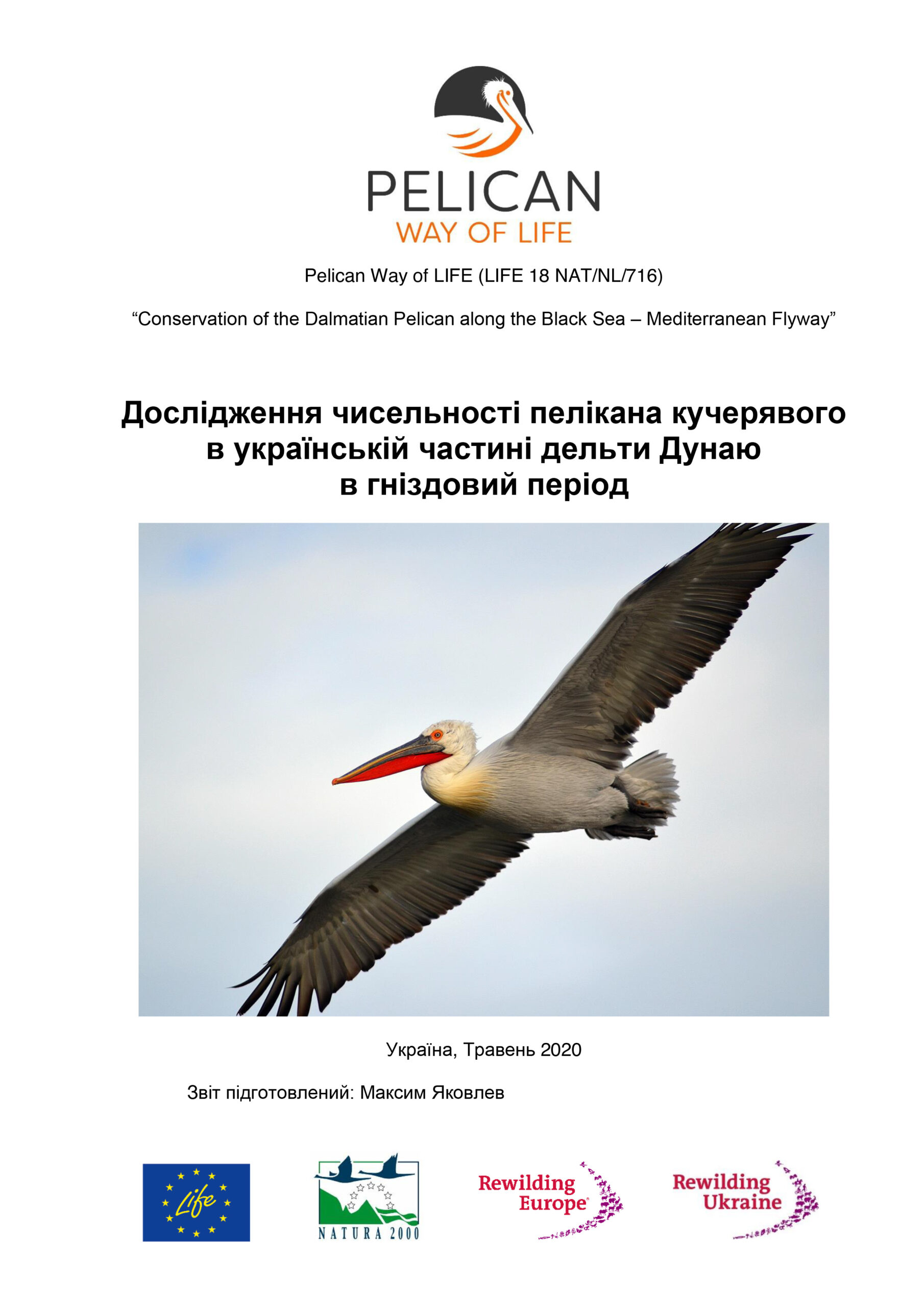 Census of Dalmatian Pelican in the Ukrainian part of the Danube Delta in May 2020