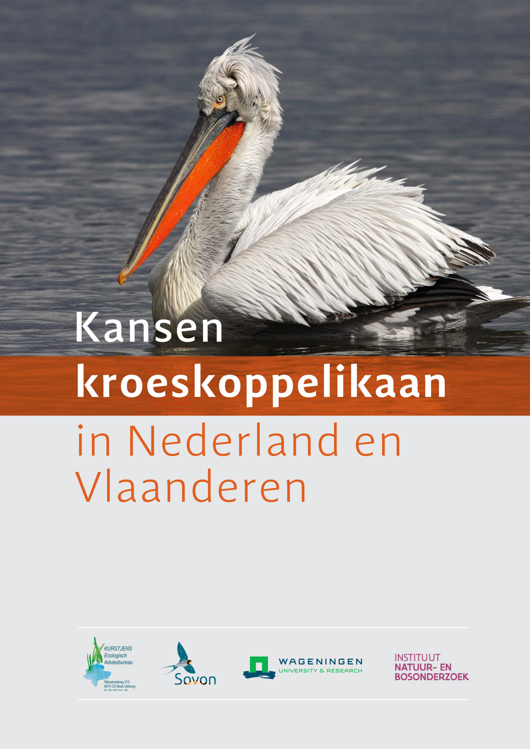 The study “Opportunities for Dalmatian Pelican in the Netherlands and Flanders”