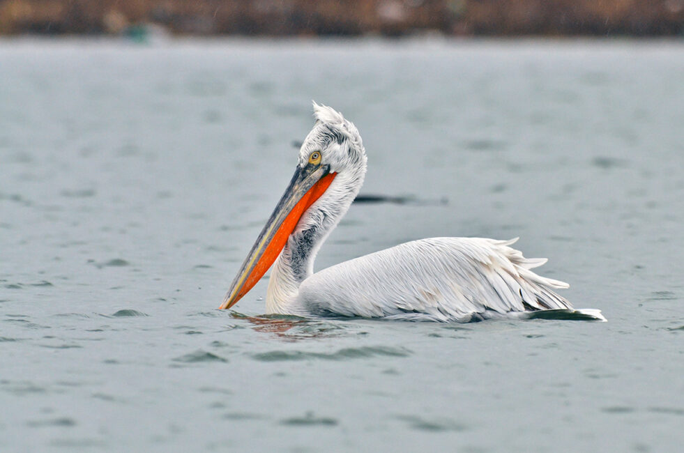 Vote for the Bird of the Year 2023 in Romania Pelican way of LIFE