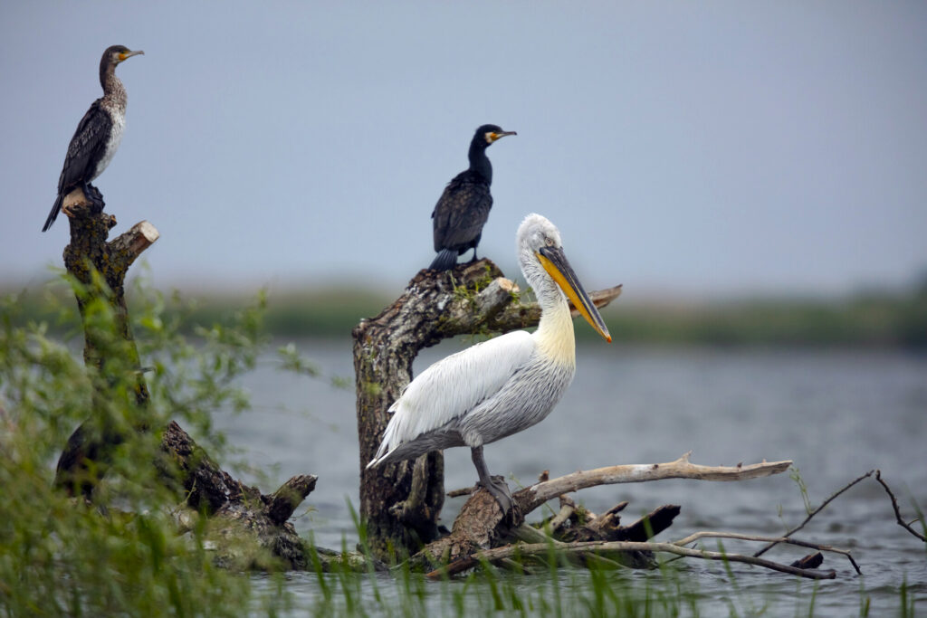 Dalmatian pelican and cormorants in the Danube Delta, Romania.