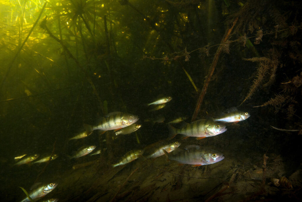 School of European perch (Perca fluviatilis) at the reedbed edge, Danube Delta, Romania.