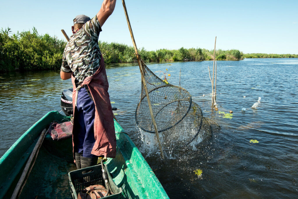 Traditional fishing with fyke net, Danube Delta fisherman Florin Moisa shaking the net free from weed, Danube Delta, Romania