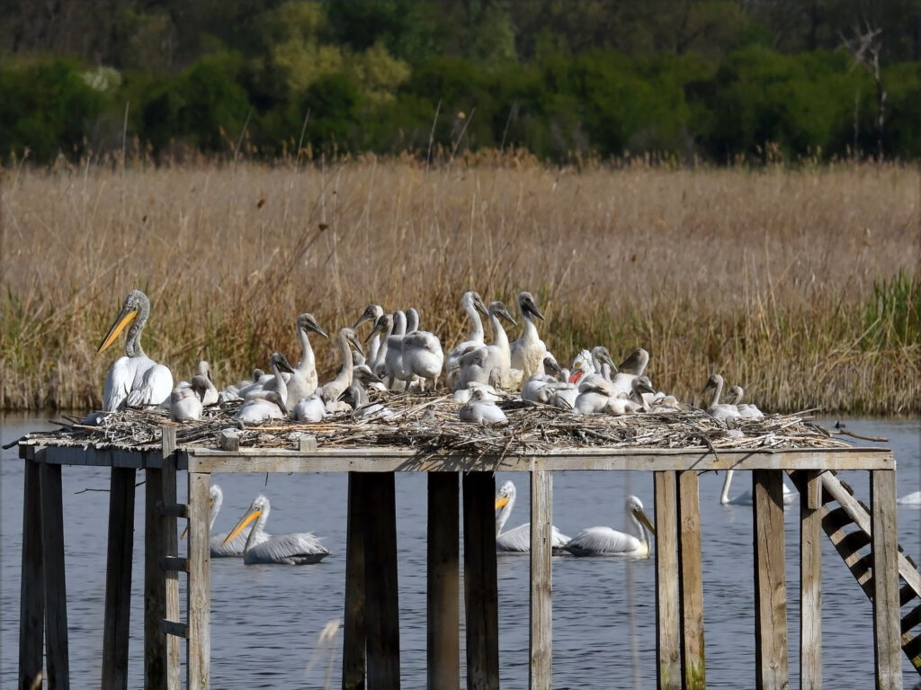 Young pelicans in Bulgaria