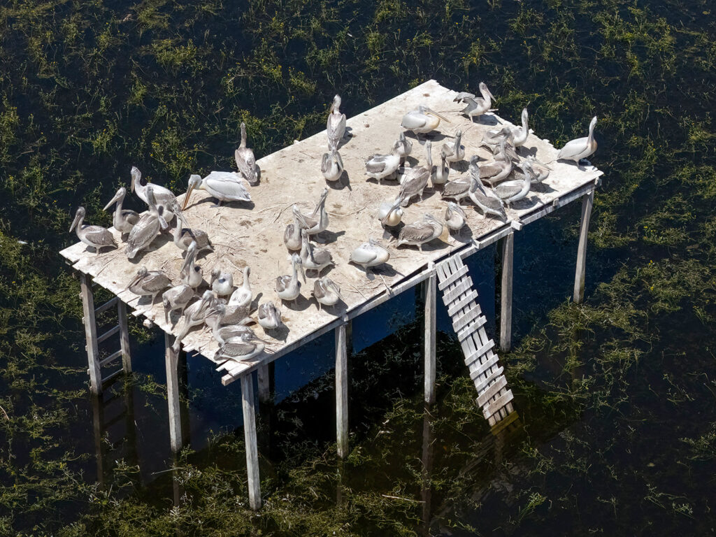 Young pelicans in Bulgaria