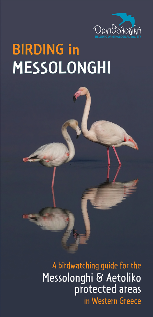 Birding in Messolonghi 