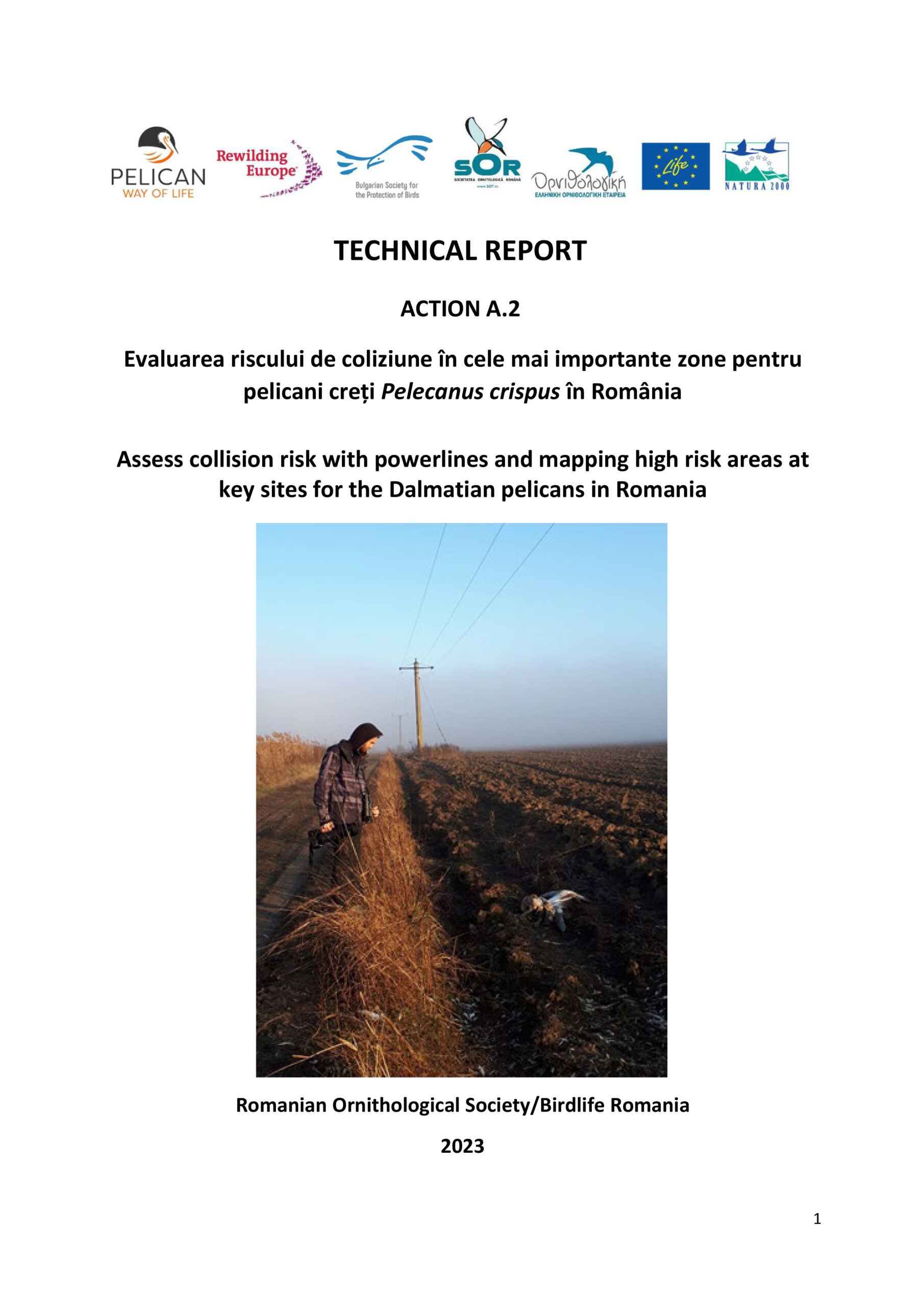 Technical report «Assess collision risk with powerlines and mapping high risk areas at key sites for the Dalmatian pelicans in Romania»