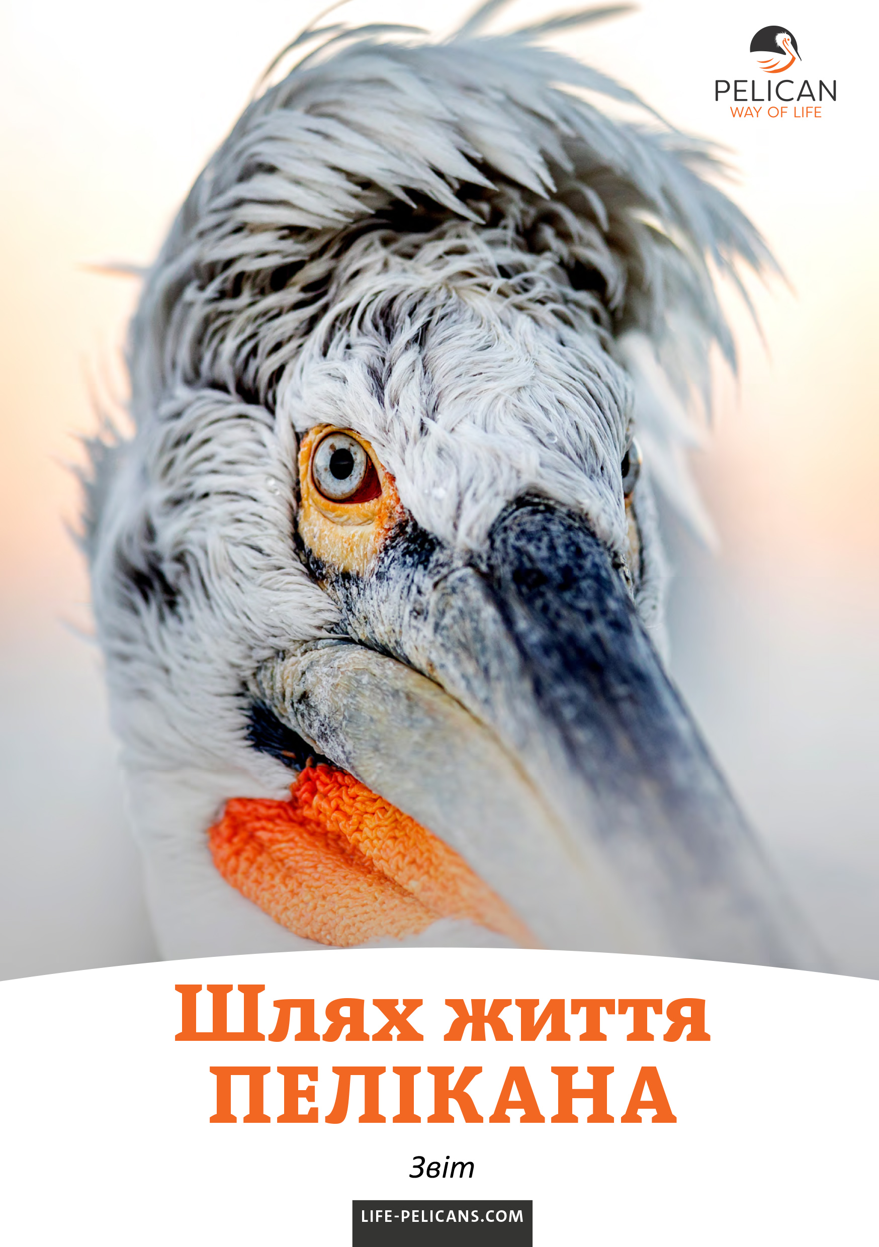 «Pelican Way Of LIFE» Layman's report (Ukrainian)